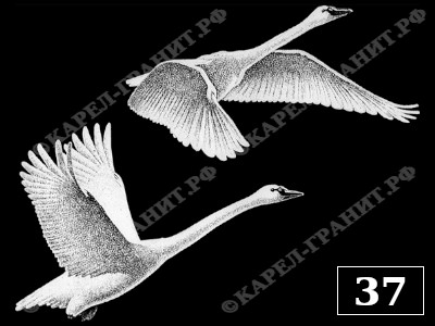 Образец гравировки техникой пескоструя №-37. Пара летящих лебедей. Работа мастерской Карел-Гранит.